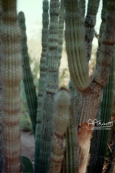 Cactus Forest.jpg - In the cactus forest one walks with care.